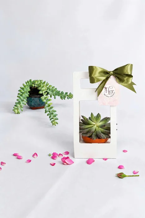 Sen đá mini trong hộp quà